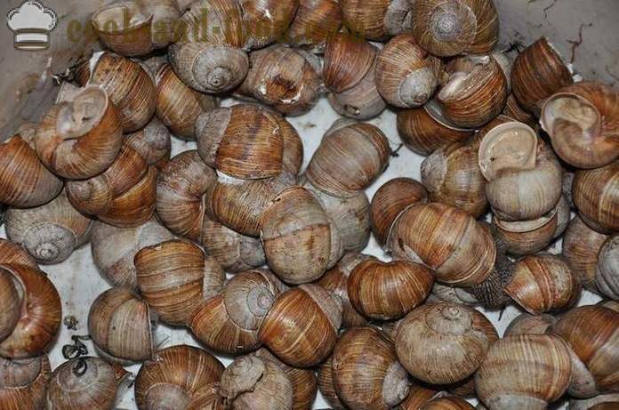 Preparación de los caracoles en casa - Cómo preparar caracoles deliciosa receta con una foto